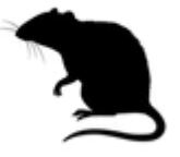 Ratten-Sticker
